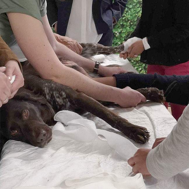 Erste Hilfe Kurs für den Hund im Hundezentrum Kottenforst